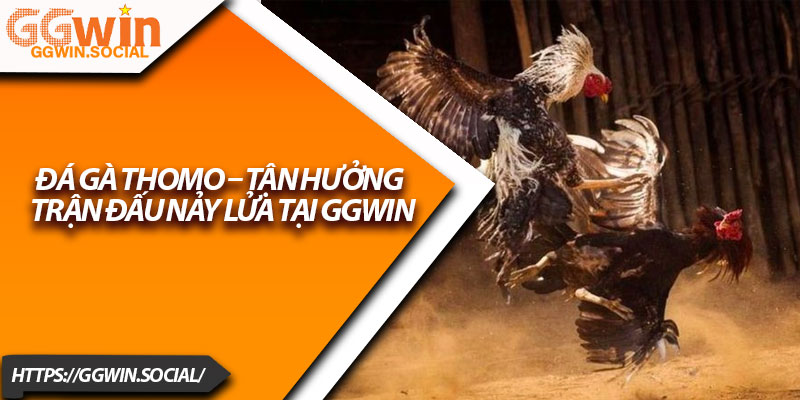 Đá Gà Thomo – Tận Hưởng Trận Đấu Nảy Lửa Tại GGWIN 9 Da Ga Thomo – Tan Huong Tran Dau Nay Lua Tai GGWIN